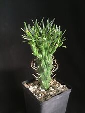 Euphorbia schoenlandii succule for sale  Rancho Santa Margarita