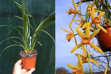 Cymbidium golden elf d'occasion  Fumel