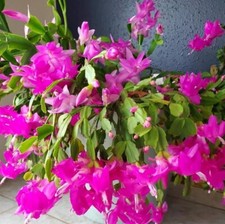 Pink christmas cactus for sale  Hudson