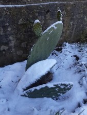 Talea fico india usato  Sant Eufemia d'Aspromonte