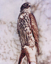 Goshawk limited edition for sale  BARNSLEY