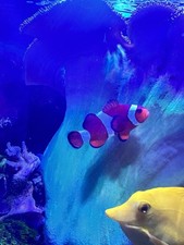 marine clownfish for sale  LONDON