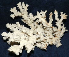 Natural white dried for sale  Goleta