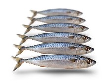Köderfische makrele klein gebraucht kaufen  Versand nach Germany