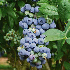 Fruit plant blueberry for sale  PETERBOROUGH