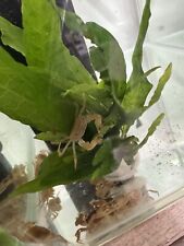 Pcs freshwater pom for sale  Los Angeles