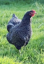 Barred plymouth rock for sale  YELVERTON