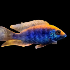 Ovatus african cichlid for sale  Converse