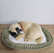 perfect petzzz for sale perfect petzzz for sale Haughton
