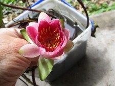 Pink hardy water for sale  Brazil
