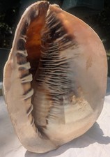 Huge horned helmet for sale  Nassau