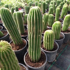 Saguaro cactus altezza usato  Manduria