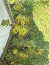 Acer palmatum purple for sale  Hendersonville