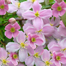 Clematis montana mayleen for sale  UK