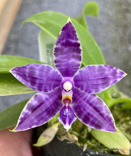 Rare phalaenopsis blue for sale  LONDON