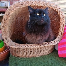 Wicker cat basket for sale  LEICESTER
