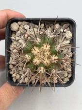 Copiapoa intermedia vaso usato  Monterosso Almo