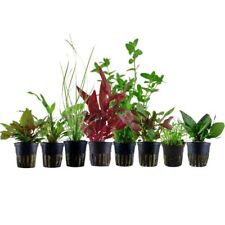 Pflanzen set 60l gebraucht kaufen  Worms