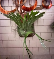 Staghorn fern playtcerium for sale  San Diego