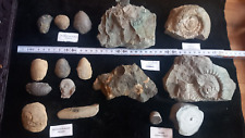 Fossilien versteinerung fossil gebraucht kaufen  Vaihingen an der Enz