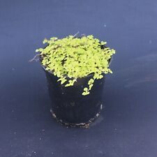 Soleirolia soleirolii aurea for sale  HORSHAM