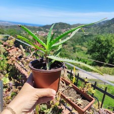 Vaso aloe arborescens usato  Barcellona Pozzo di Gotto
