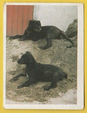Dogs spanish trade for sale  WREXHAM
