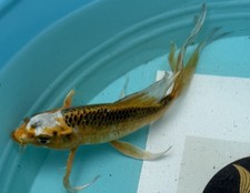 Premium live koi for sale  Salt Lake City