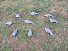 flocked pigeon decoys for sale flocked pigeon decoys for sale GRANTHAM