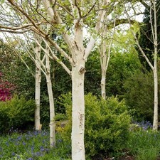 Betula utilis jacquemontii for sale  MACCLESFIELD