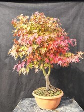 Bonsai acero palmato usato Bonsai acero palmato usato  Montevarchi