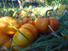 Pumpkin tree fun for sale  Espanola