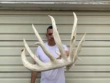 126 whitetail deer for sale  Delphos