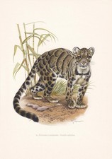 1960 clouded leopard for sale  BIDEFORD