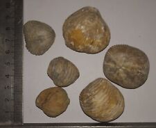 Collection coquillages fossile d'occasion  Champigny-sur-Marne