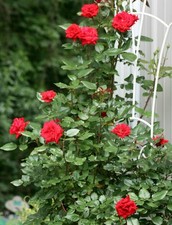 Blaze improved red for sale  Pelzer