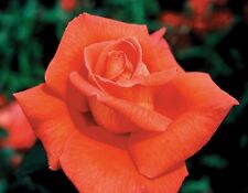 Fragrant cloud rose for sale  Norwalk