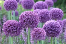 Giant allium gladiator for sale  CRAWLEY