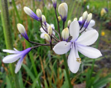 New agapanthus shooting for sale  BALLYMENA