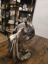 Cabinet curiosité pigeon d'occasion  Auch