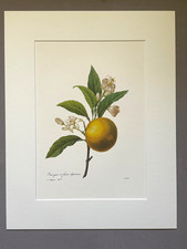 Vintage pierre josephe d'occasion  Expédié en Belgium