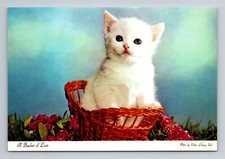 Cute kitten postcard for sale  Morrison