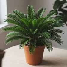 King sago palm for sale  Miami