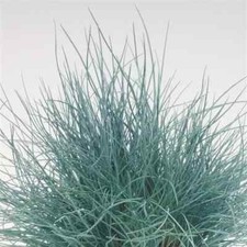 Fescue glauca buddy for sale  Des Moines