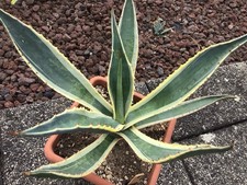 Agave americana expansa gebraucht kaufen  Nünchritz