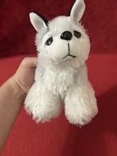 Sitting husky puppy for sale  WHITSTABLE