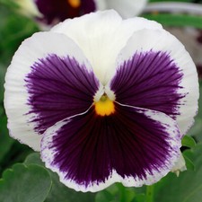 Pansy white blotch for sale  UK