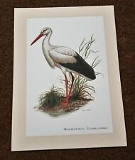 Weisser storch ciconia gebraucht kaufen  Bad Oldesloe