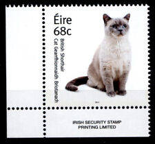 Katzen britisch kurzhaar gebraucht kaufen  Düsseldorf