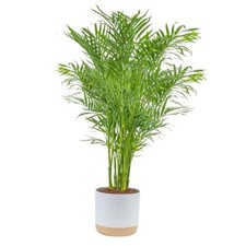 Live indoor houseplant for sale  Miami